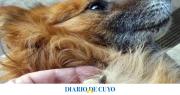 Alerta por garrapatas: por qué tiene más presencia en verano y qué hacer para evitar que infecten a las mascotas