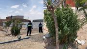¡MEDÍA MÁS DE UN METRO! Hallan planta de marihuana de gran tamaño en plena vía pública de Tacna (VIDEO)