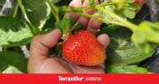 Nuevos productores de frutillas en el sur de Chubut