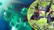 Brote del virus Nipah en India: ¿Cuáles son los síntomas de esta enfermedad que no tiene cura?