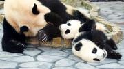 Japón se queda sin pandas gigantes por primera vez en más de medio siglo