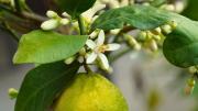 Cómo se llama la flor blanca que crece en el árbol limonero: el truco para obtenerlas