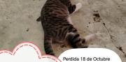 Buscan a “Canancita”, la gata: Ofrecen recompensa
