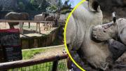 Usuarios reportan caída en sitio web del Zoológico Metropolitano para comprar entradas: Tickets son gratuitos