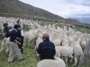 Arequipa: más de 227 mil cabezas de ganado fueron atendidas ante heladas y bajas temperaturas –