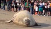 VIRAL: Elefante marino sorprendió a bañistas en plena playa de México