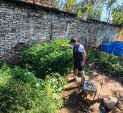 Hallaron plantas de marihuana en una casa usurpada en el Club Hípico