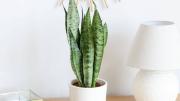 Suculentas XXL: cómo transformar tu hogar con plantas que aportan diseño y calidez