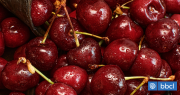 Temporada agria para las cerezas: caída de precios en mercado internacional complica a agricultores