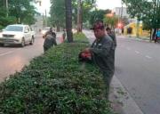 La Capital realiza la poda y el mantenimiento en la platabanda de Av. Belgrano