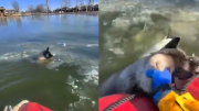 ¡Héroes! Bomberos salvan a perrito que quedó atrapado en el hielo durante tormenta invernal en Estados Unidos