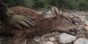Hallazgo de huemul muerto al interior del Parque Nacional Patagonia preocupa a Conaf