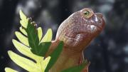 Diminuto fósil de pararreptil revela secretos del ecosistema predinosaurios en Brasil