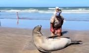 Tensión en La Lucila del Mar por intento de un bañista de tocar a elefante marino