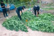Allanamiento en Neuquén: secuestraron armas blancas y más de 25 plantas de marihuana