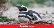 El CONICET realiza un nuevo streaming, esta vez con pingüinos en Chubut