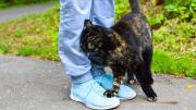 Qué significa que tu gato se frote contra tus piernas y por qué es algo positivo