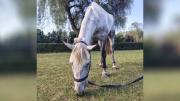 El caballo Patroclo mejora tras la cirugía y ahora buscan fondos para hacerle un corral especial