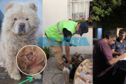 Rescatistas, Policía Ecológica y Fiscalía rescataron 13 mascotas en La Plata