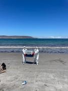 Sernapesca llama a extremar cuidados ante la presencia de fauna marina protegida en el litoral durante la temporada estival