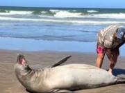 Polémica en La Lucila del Mar: un hombre tocó a un lobo marino que estaba en la playa y encendió una pelea entre turistas