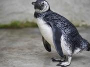 El nuevo streaming del Conicet muestra a los pingüinos en la Patagonia: cómo ver la transmisión en vivo