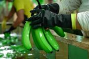 Ecuador lidera iniciativa regional para fortalecer genéticamente el banano ante Fusarium