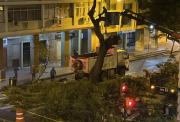 La razón detrás de la poda del árbol en la calle Sucre: Municipio responde a críticas