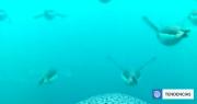 Captan el increíble buceo de los pingüinos barbijo cuando buscan alimento: nadan hasta 30 km/h