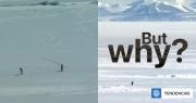 La historia viral del pingüino que dejó su colonia y se fue a la montaña: Va hacia una muerte segura