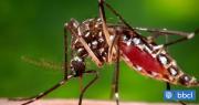 Minsal confirma presencia de mosquito que transmite dengue: hay alerta sanitaria de Arica a Los Ríos