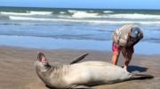 VIDEO VIRAL: Hombre que tocó a un lobo marino y desató una pelea en playa de Argentina