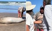 Un hombre molestó a un lobo marino en La Lucila del Mar y generó indignación