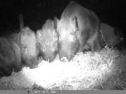 Después de detectarlos en Llao Llao, ahora preocupan los jabalíes en el este de Bariloche: el foco está en el otoño
