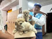 Rescatan a tres cachorros que eran vendidos ilegalmente en la avenida Abancay