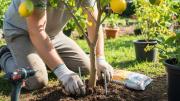 Árbol limonero: por qué recomiendan colocar tornillos viejos en su tierra y cuáles son los beneficios