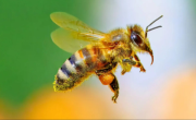Qué significa tener abejas en la casa y por qué es bueno