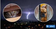 ¿Tus mascotas se asustan con los truenos? 5 consejos para que no sufran durante una tormenta eléctrica