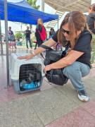 Gatos Y Perros Beneficiados Con Operativos Gratuitos De Vacunación Antirrábica Y Desparasitación Interna En Alto Hospicio