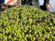 Los productores de aceite de Oliva advierten que el acuerdo con la Unión Europea podría hacerles perder el mercado brasilero