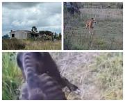 Brutal maltrato animal en Rocha: varios perros y gatos en una casa “a punto de morir”