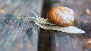 Misterio para la ciencia: por qué están desapareciendo los caracoles