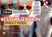 Jornada de esterilización felina y canina se realizará el 1 de marzo