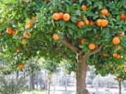Ideal para espacios reducidos: el árbol frutal que no levanta raíces, da frutos en verano y casi no requiere mantenimiento