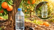 Por qué hay que poner botellas con agua en la tierra del naranjo y para qué sirve