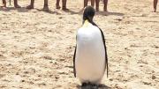 Un pingüino llegó a la playa de José Ignacio y se encuentra bajo custodia: mirá el video