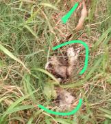 Proteccionistas en alerta tras el hallazgo de gatos muertos