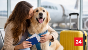 TODO lo que debes saber para viajar al extranjero con tu mascota