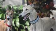 Día Mundial del Galgo: por qué se celebra cada 1 de febrero y su historia