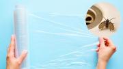 Cómo eliminar a las pequeñas moscas del baño usando papel film: trampa casera efectiva